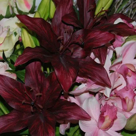 酒店 阿兰格斯酒店 3*